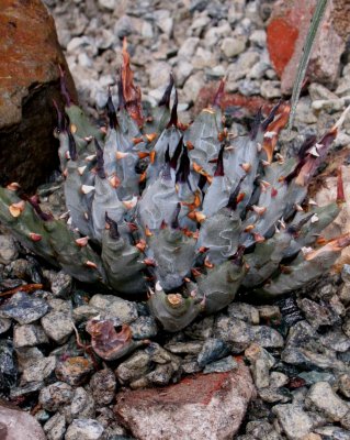 Agave utahensis nevada