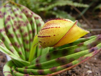 Cypripedium margaritaceum bud