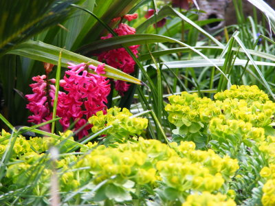 Hyacinths, Euphorbia myrsinites