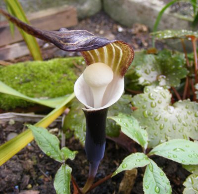 Arisaema sikokianum