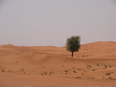 Pohon tunggal di Hatta Red Desert