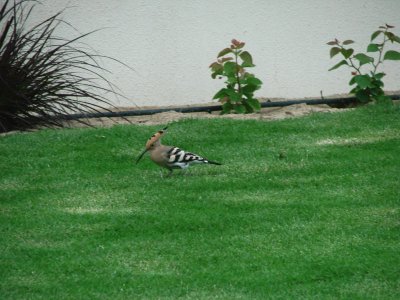 ini burung nggak pernah liat sebelumnya, Woodpecker ?