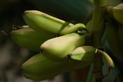 waiting first ripe bananas in back yard