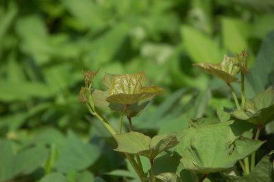 cassava leaf
