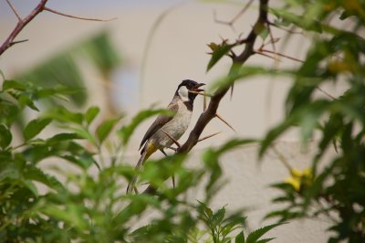 singing bird