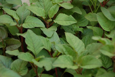 red spinach
