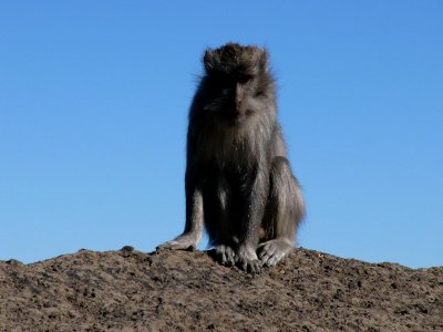 Monkey in Plawangan Sembalun