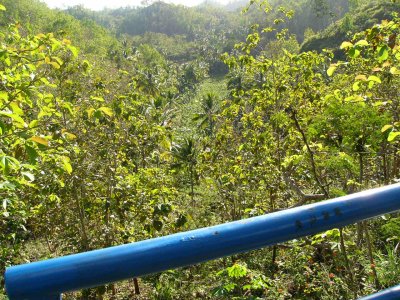 Hutan Jati disekitar Gua Gong Cave