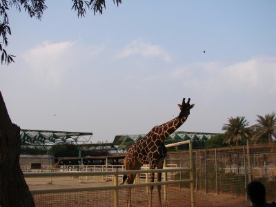 Doha Zoo