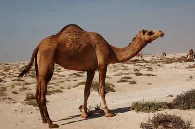 Camel Farming near Alkhor North Beach located behind Alkhor Community