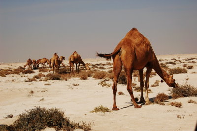 Camel Roaming in Alkhor North Beach