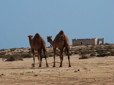 camel roaming