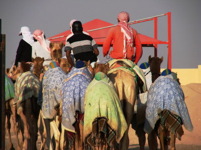Camel Trainer