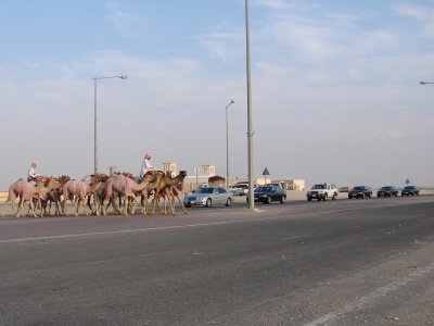 Race Camel crossing the road