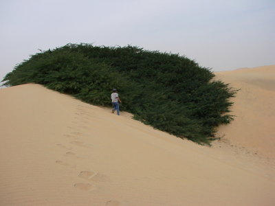 Unusual green spot on top of the sand dune, Qatar
