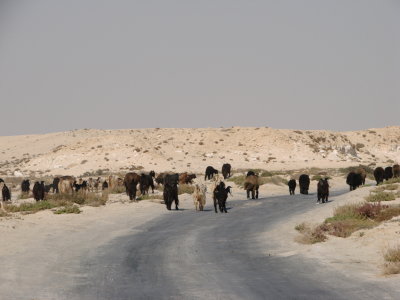 Herd of goat