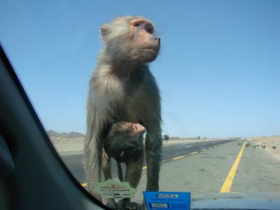 Makaka in the middle of Jeddah to Madinah Road