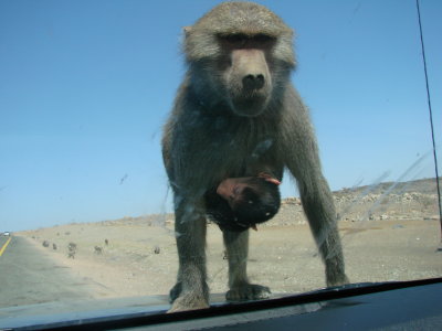 Makaka baboon in the middle of Jeddah to Madinah Road
