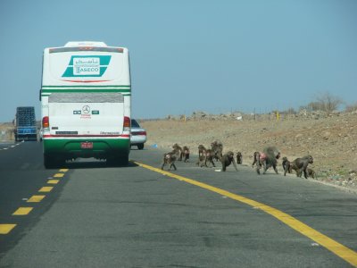Makaka in the middle of Jeddah to Madinah Road