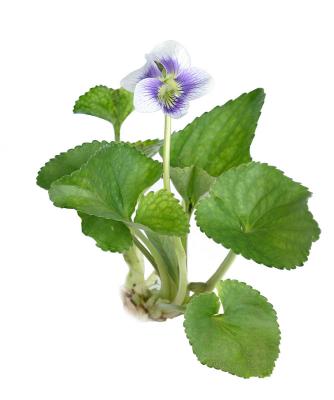 Confederate Violet - Viola sororia var. priceana