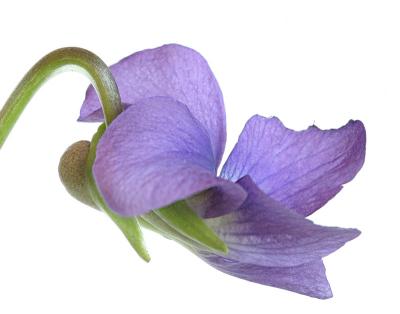 Common Blue Violet - Viola sororia