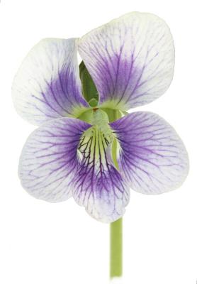 Flora on white