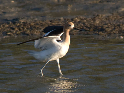 Avocet at dusk _6043386.jpg