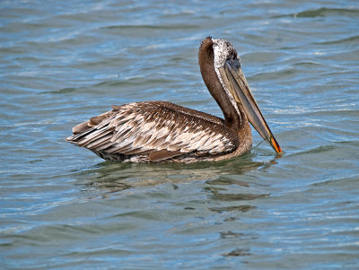 Brown Pelican _8069216.jpg