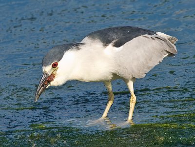 Black-crowned Night Heron _8069103.jpg