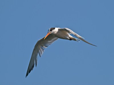Caspian Tern _8129617.jpg