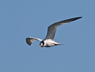 Caspian Tern _8129623.jpg