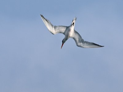 Caspian Tern _8129650.jpg
