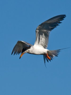 Forsters Tern _7268404.jpg