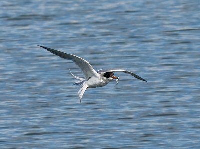 Forsters Tern _8069086.jpg