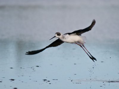Pied Stilt _8309850-2.jpg