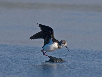 Pied Stilt _8310009.jpg