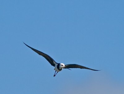 Pied Stilt _8310048.jpg
