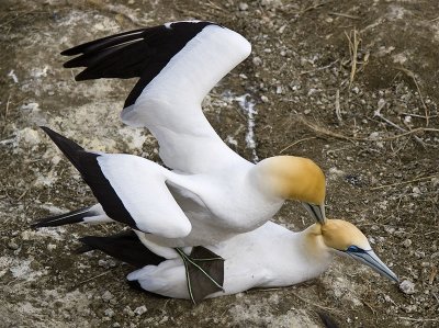 Gannets mating _9010281.jpg