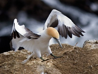 Gannet _9010238.jpg