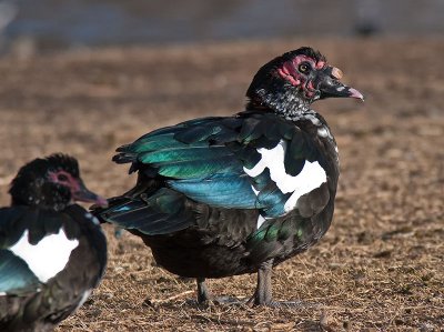 male Muscovy Duck _2123697.jpg