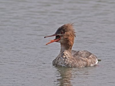 female Red-breasted Merganser _3147967.jpg