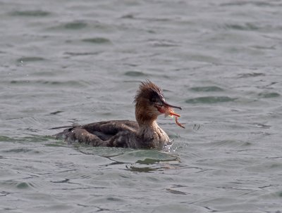 female Red-breasted Merganser _3147971.jpg