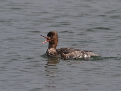 female Red-breasted Merganser _3147983.jpg