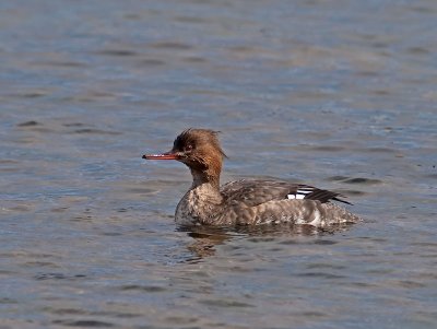 female Red-breasted Merganser _3148027.jpg