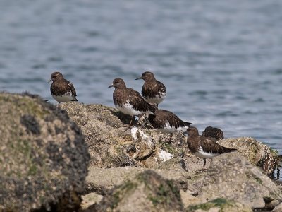 Black Turnstones _3148065.jpg