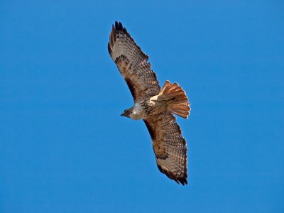 Red-tailed Hawk _3077841-2.jpg