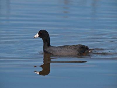 American Coot _2273871.jpg