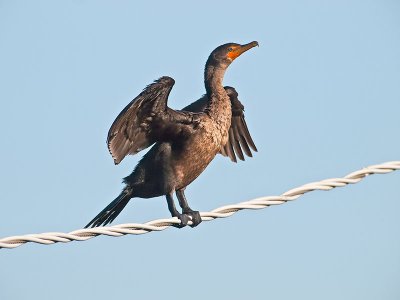 Double-crested Cormorant _3077945.jpg