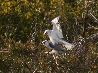 Starting to Mate _3208095.jpg