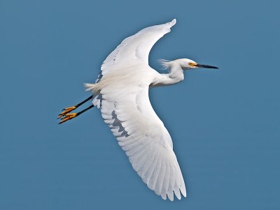 Snowy Egrets 2009